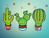 3 mini cactus