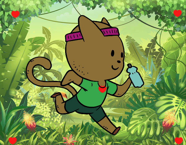 Gato runner