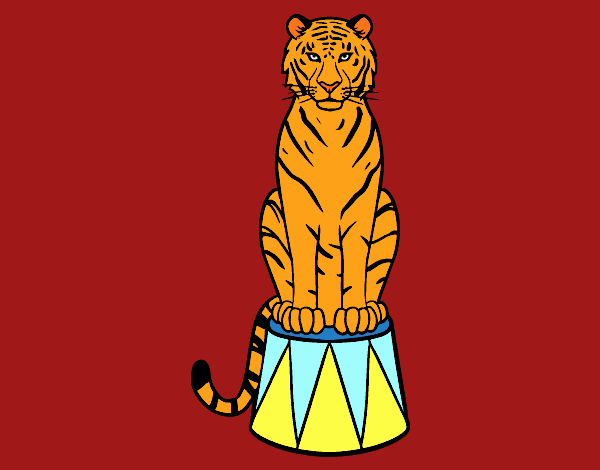 Tigre de circo