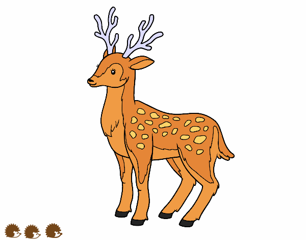 venado