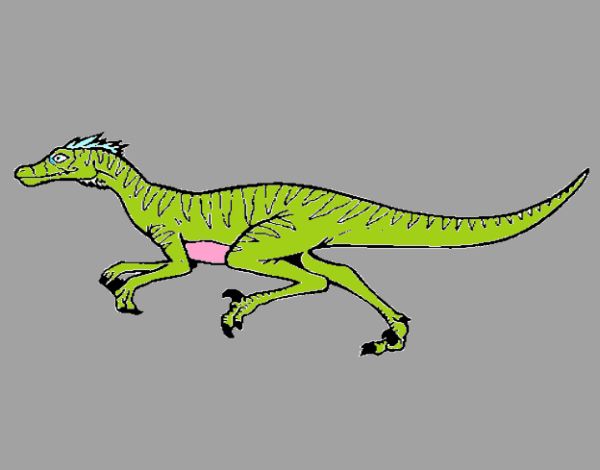 Velociraptor