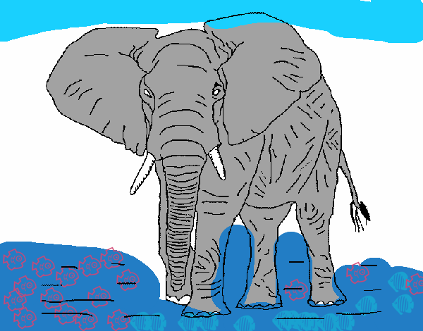 Elefante 1