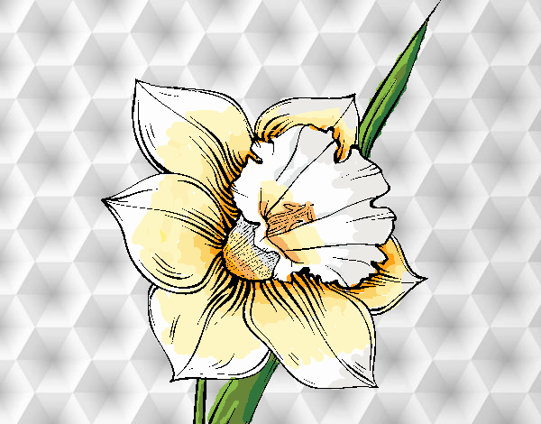 Flor de narciso