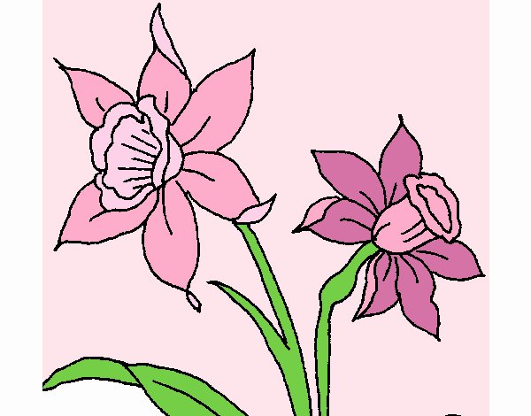 Dibujo de Orquídea pintado por en  el día 02-07-20 a las  18:13:32. Imprime, pinta o colorea tus propios dibujos!
