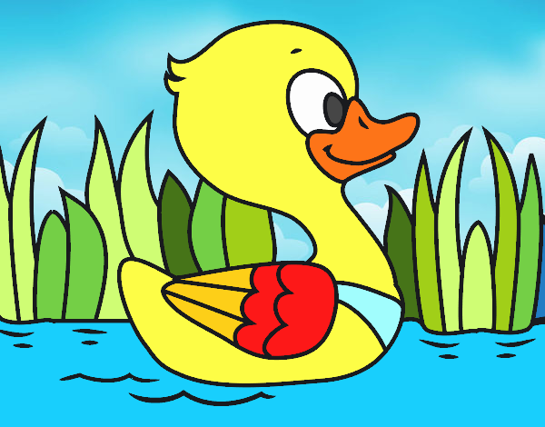 Patito de río