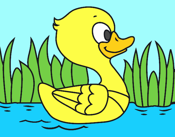 Patito de río