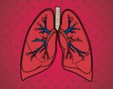 Pulmones y bronquios