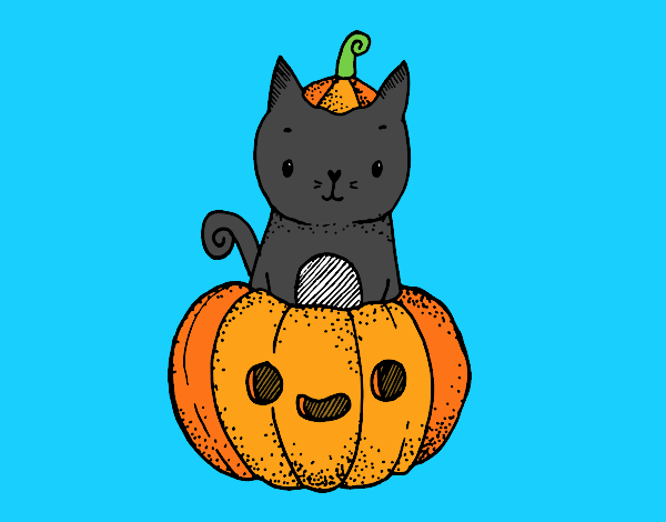 Gatito en calabaza.