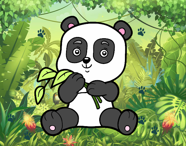 Osito panda