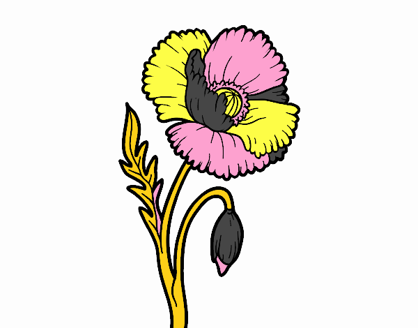Una flor de amapola