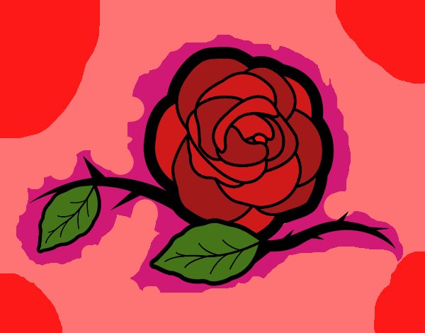 rosa 