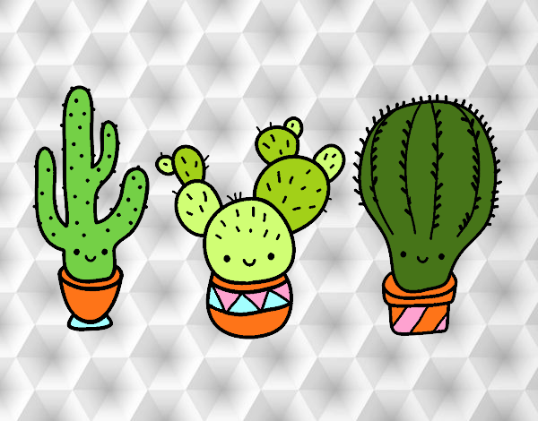 3 mini cactus