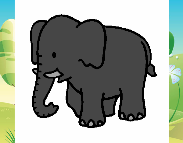 Elefante bebe