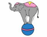 Elefante equilibrista