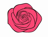 Flor de rosa