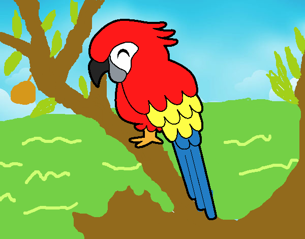 Guacamayo