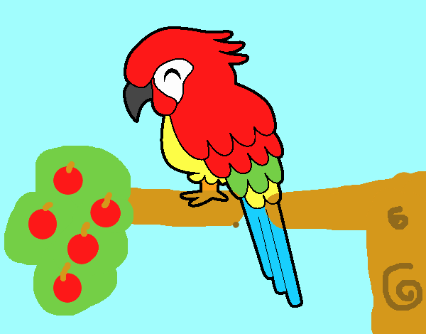 Guacamayo