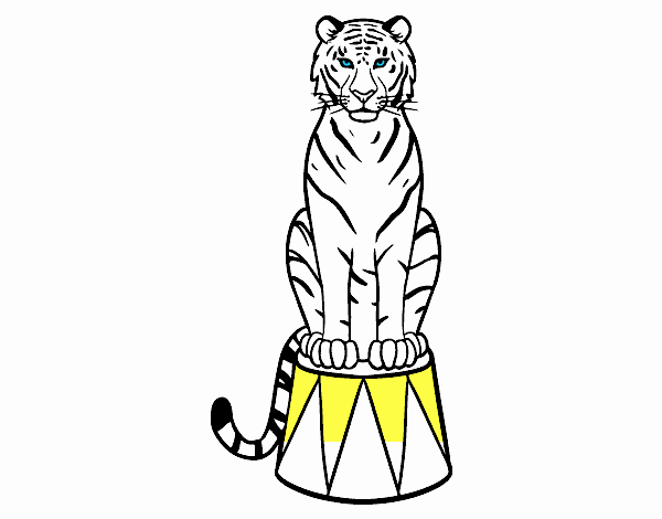 Tigre de circo