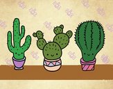 3 mini cactus