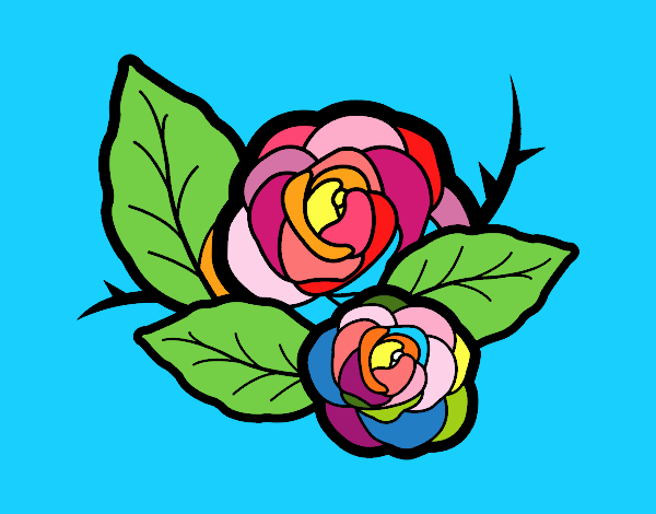 rosa