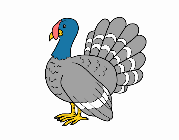 Pavo común