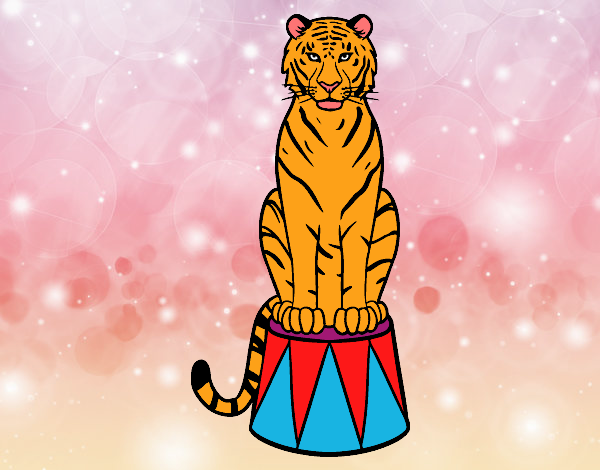 Tigre de circo