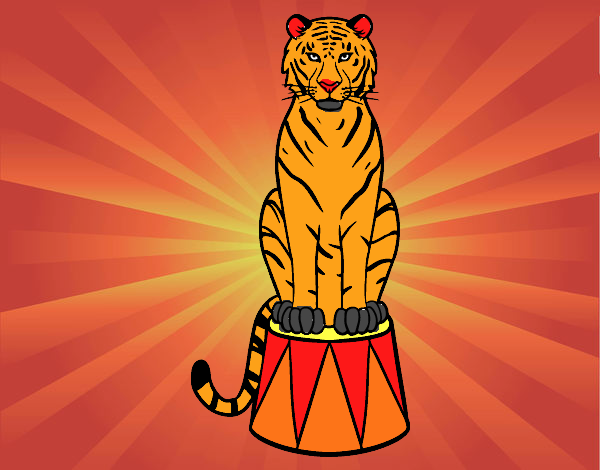 Tigre de circo