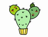 Cactus nopal