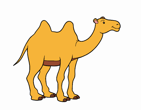 Dibujo de Camello africano pintado por en  el día 21-07-20 a las  00:24:07. Imprime, pinta o colorea tus propios dibujos!