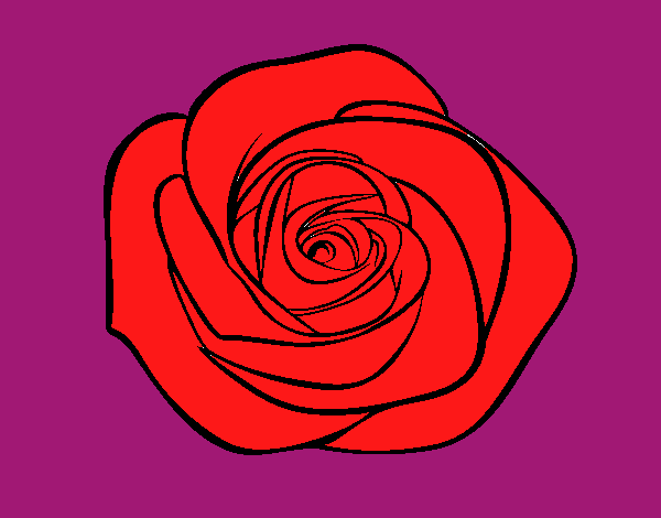 Flor de rosa