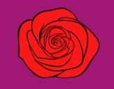 Flor de rosa