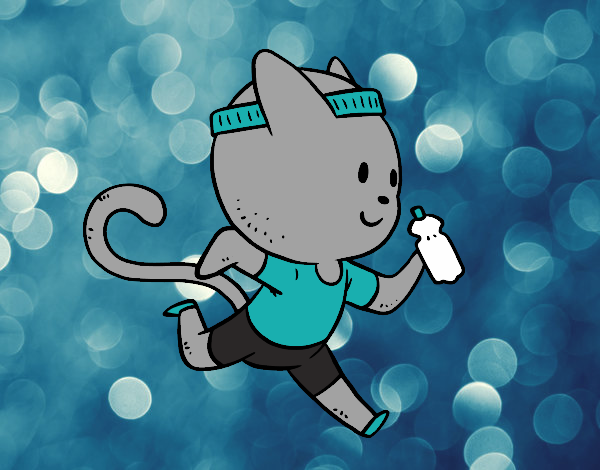 Gato runner