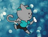 Gato runner