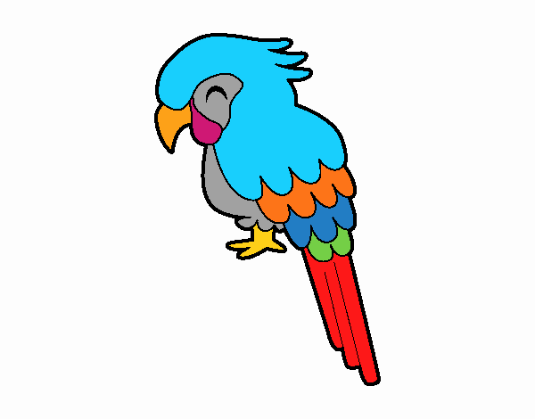 Guacamayo