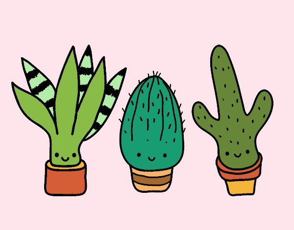 Cactus