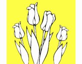 Tulipanes