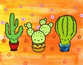 3 mini cactus