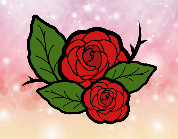 Rosa hermosa* 