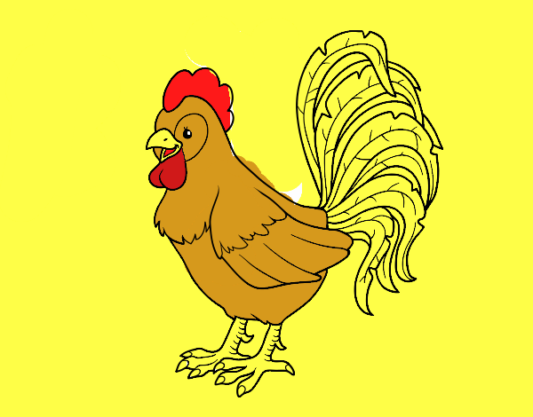 Gallo de una granja