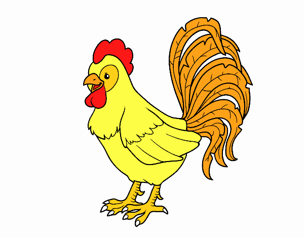 Gallo de una granja