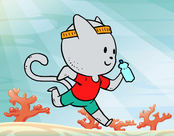 Gato runner