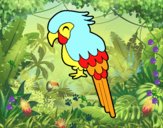 Guacamayo