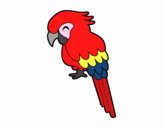 Guacamayo