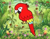 Guacamayo