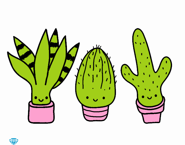                                  🌵🌵🌵