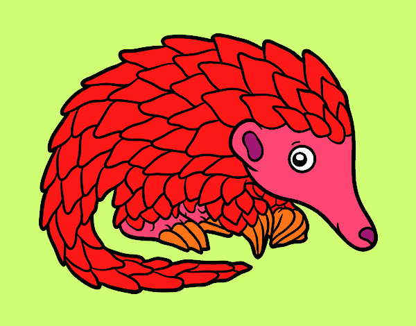 Pangolin