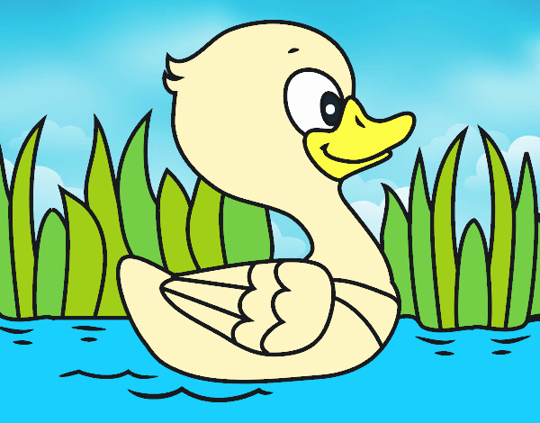 Patito de río