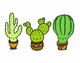 3 mini cactus