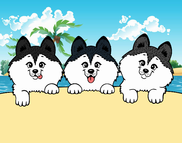 3 perritos