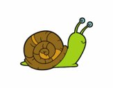 El caracol